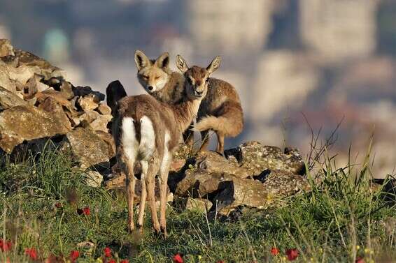 מפגש של עופר ואיילה בהרי ירושלים // צילום: דודו בן אור